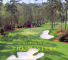 U.S. Masters Golf Tournament: iOS and Web App